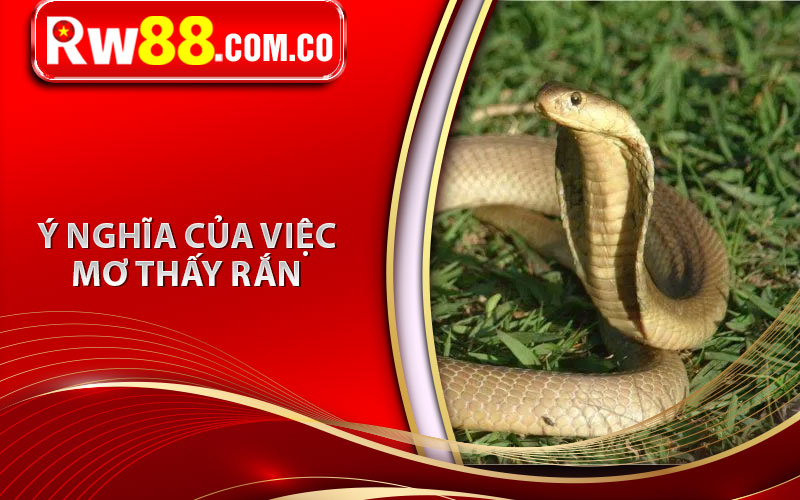Ý nghĩa của việc mơ thấy rắn  